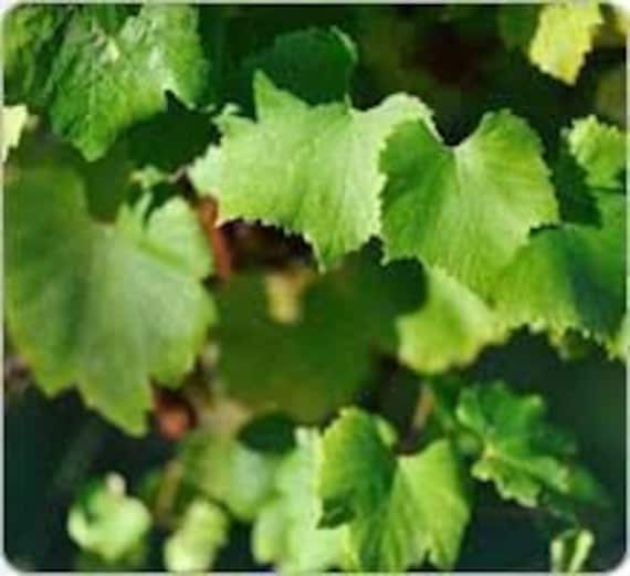 Feuilles de vigne frais,en sachet sous vide,disponible seulement pendant l’été,produits de mon jardin,vigne biologique,raisin non traité