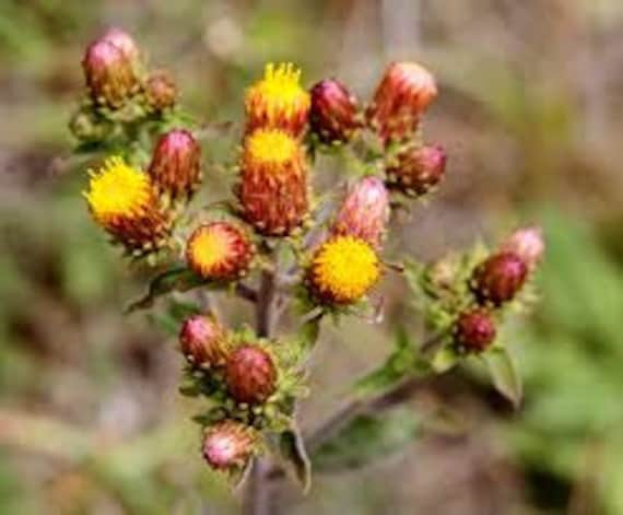 Inula Conyza, Herbe Aux Mouches, Graines de Herbe Mouches, Produits Mon Jardin, Plante Bio, Fleur Bi