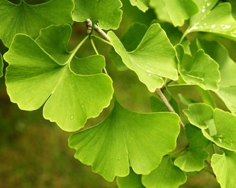 Getrocknete Blätter von Ginkgo biloba, Produkte aus meinem Garten, Bio-Pflanze, Bio-Blumen, unbehandelt