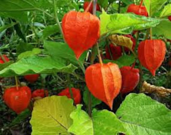 Physalis Alkekengi, Amours-En-Cage, Coqueret Alkékenge, Graines de Lanterne Venise, Les Herbes, Épic