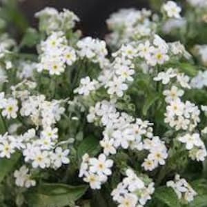 200 Forget Me Not Seeds-myosotis Sylvatica Seeds-blue Forget Me Not-b648-easy  to Grow Excellent Perennial -  Israel