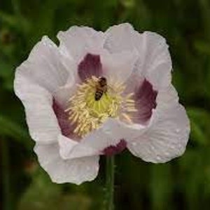 Op de afbeelding: Een witte papaver met een paarse kern en een bij erin. De bloem heeft waterdruppels op de bloemblaadjes.