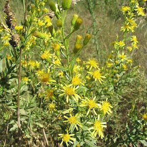 Seeds of, Inula viscous, Dittrichia viscosa, organic seeds, product of my garden, untreated