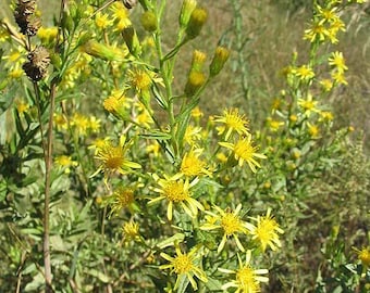 Spargelsamen, Wildspargel, unbehandelt, Bio-Saatgut - Etsy sterreich
