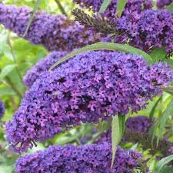 L'arbre à Papillons, Lilac Turtle, La Buddleia, Graines de Buddleia, Produits Mon Jardin, Plante Bio