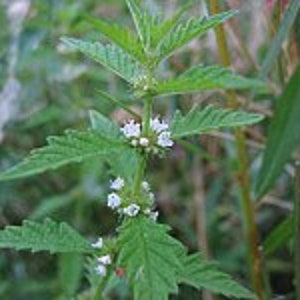 European Lycopus, Lycopus europaeus seeds, Water hemp, wolf's foot, wolf's paw, water horehound, water nettle, organic Christ's spear image 3