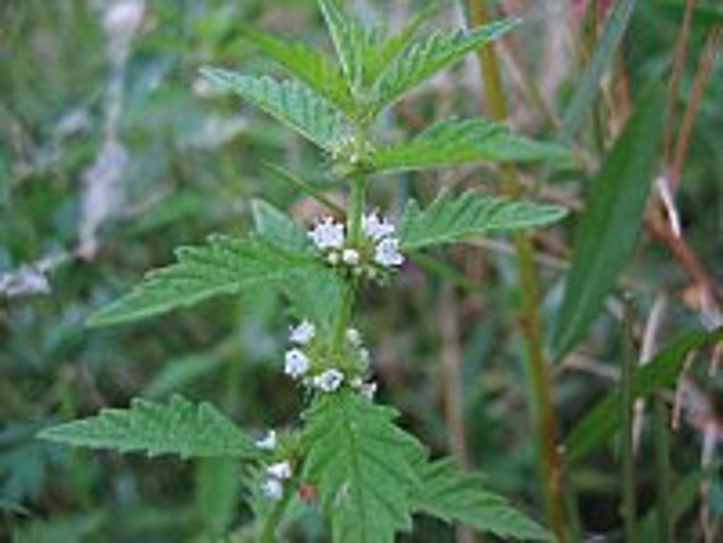 European Lycopus, Lycopus europaeus seeds, Water hemp, wolf's foot, wolf's paw, water horehound, water nettle, organic Christ's spear image 3