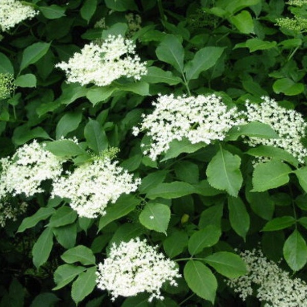 Getrocknete Blüten von Schwarzem Holunder, Sambucus nigra, Produkte aus meinem Garten, Bio-Pflanze, Bio-Blumen, ohne Behandlung