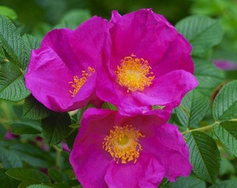 Dried leaves of cistus incanus, organic leaves, without any products, without any treatment