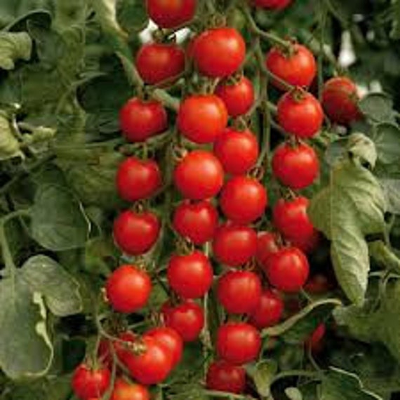 Tomate Cerise, Graines de Tomate Cerise, Tomates Biologique, Fruit Biologique, Tomates Mon Jardin, S
