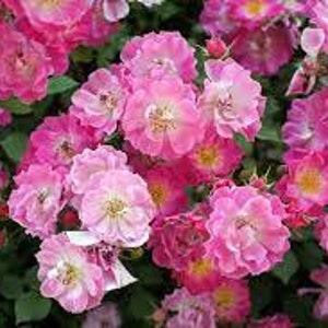 Rose bush seeds, dwarf rose bush, pink rose bush, products from my garden, organic rose, red rose bush, without any products, without any treatment