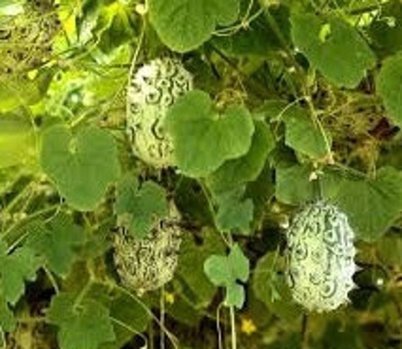 Graines de Kiwano, Cucumis Metulifer, Graines Biologiques, Produit Mon Jardin, Non Traitées