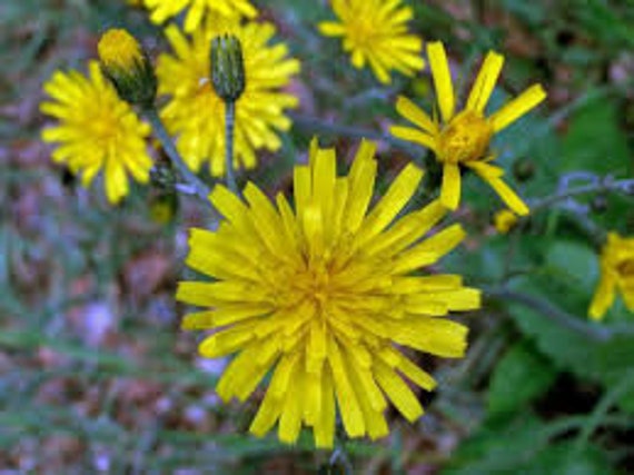L'épervière Des Murs, Hieracium Murorum, Graines d'épervière Murs, Produits de Mon Jardin, Fleur Bio