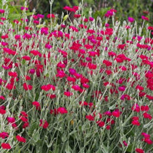 Rose campion seeds,Lychnis coronaria,Garden coquelour,rose campion seeds,products from my garden,organic flowers,untreated image 3