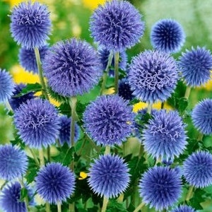 Può includere: Un gruppo di cardi blu a forma di globo con fiori spinosi e pelosi. I fiori sono in diverse fasi di fioritura, alcuni sono completamente aperti e altri ancora in bocciolo.