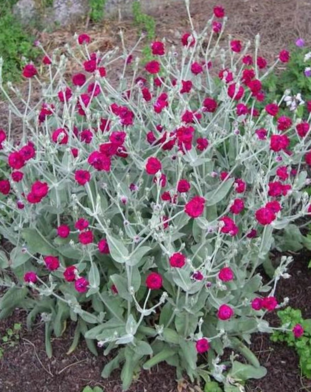Rose campion sales