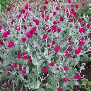 Rose campion seeds,Lychnis coronaria,Garden coquelour,rose campion seeds,products from my garden,organic flowers,untreated image 1