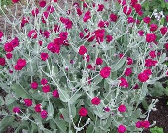 Semillas de silene, Lychnis coronaria, rosa de jardín, semillas de silene, productos de mi jardín, flores orgánicas, sin tratar