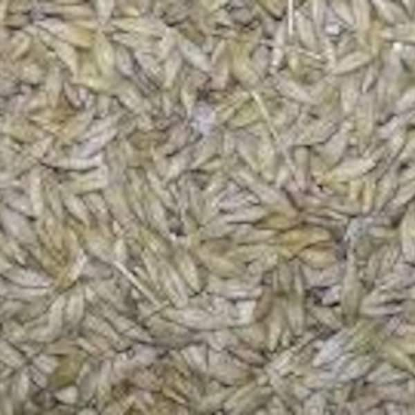 Cultivated Oat seeds, Avena sativa Organic seeds, product from my garden, untreated