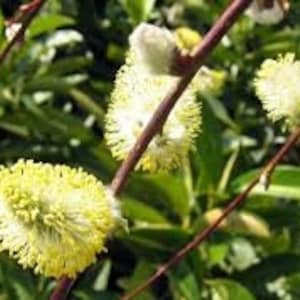 Willow willow, Salix caprea, dried leaves of Willow marsault, Goat willow, product from my garden, dried in the open air, without treatment