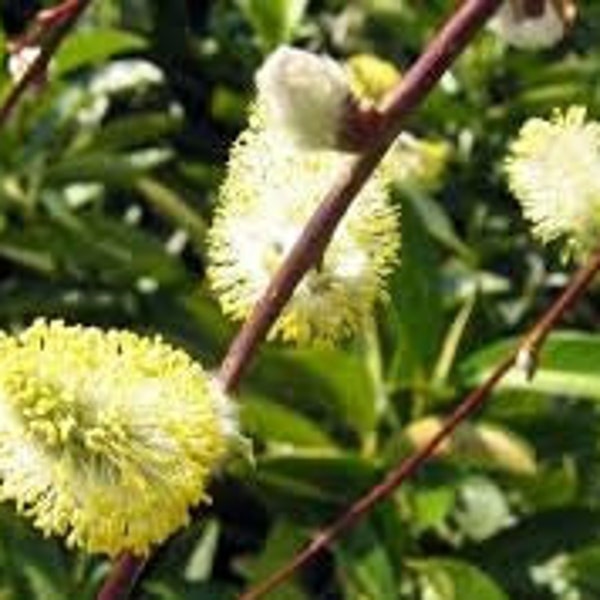 Willow willow, Salix caprea, dried leaves of Willow marsault, Goat willow, product from my garden, dried in the open air, without treatment