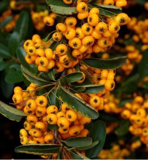 Pyracantha Soleil d'or, Buisson Ardent Jaune, Pyracanthe Jaune, Graines de Pyracantha, Les Herbes, É