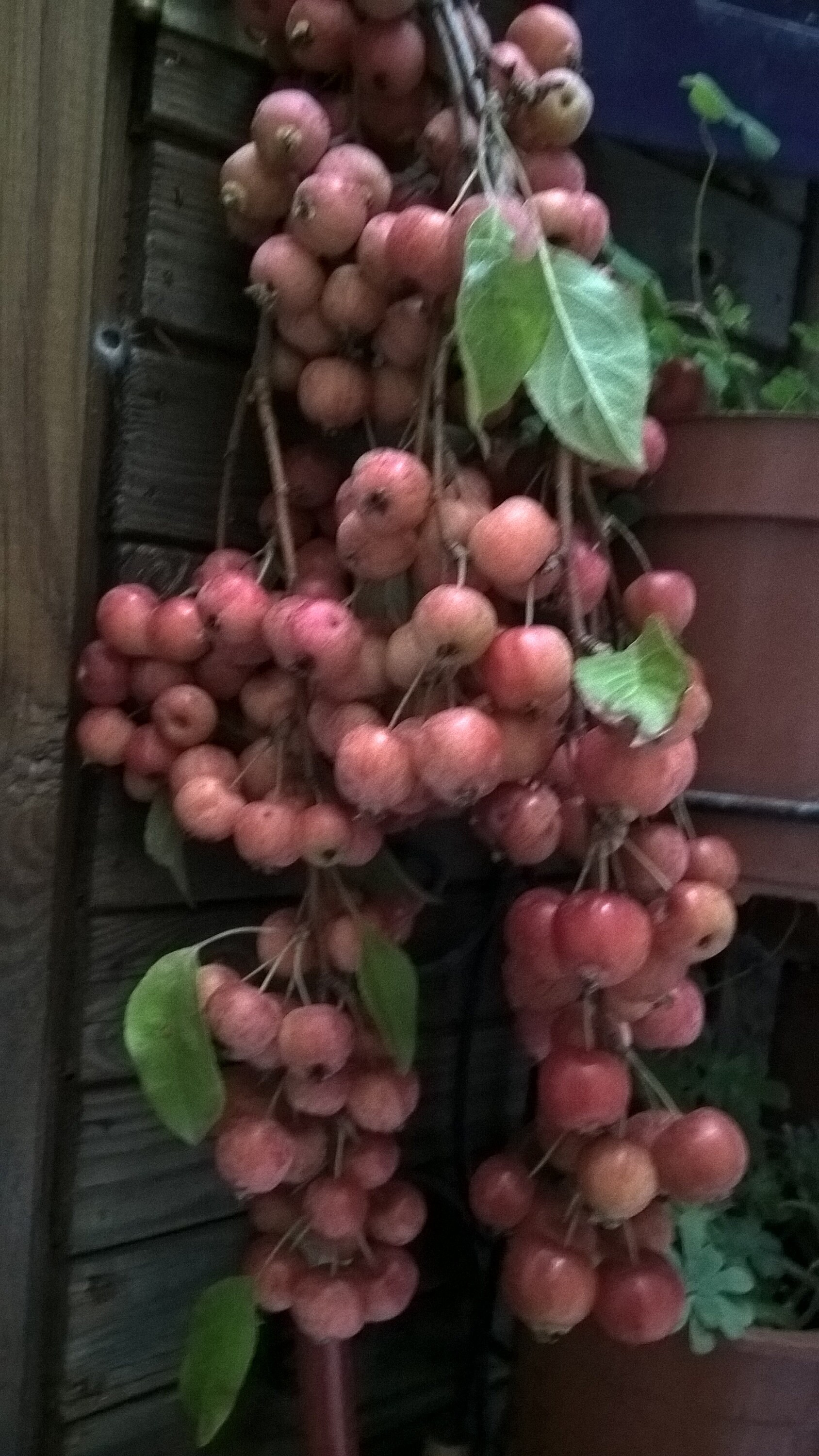 Graines Biologique, Graines de Mini Pommes, Les Herbes, et Des Épices, Plantes Médicinales, Produits