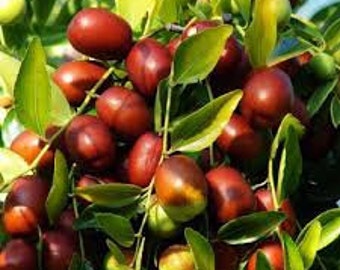 Ziziphus jujuba seeds, jujuba fruit seeds, ORGANIC JUJUBA, rare fruits, fruit from Balkan countries, organic jujuba seeds