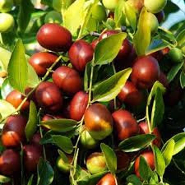 Semillas de Ziziphus jujuba, semillas de fruta de jujuba, JUJUBA ORGÁNICA, frutas raras, frutas de los países balcánicos, semillas de jujuba orgánicas