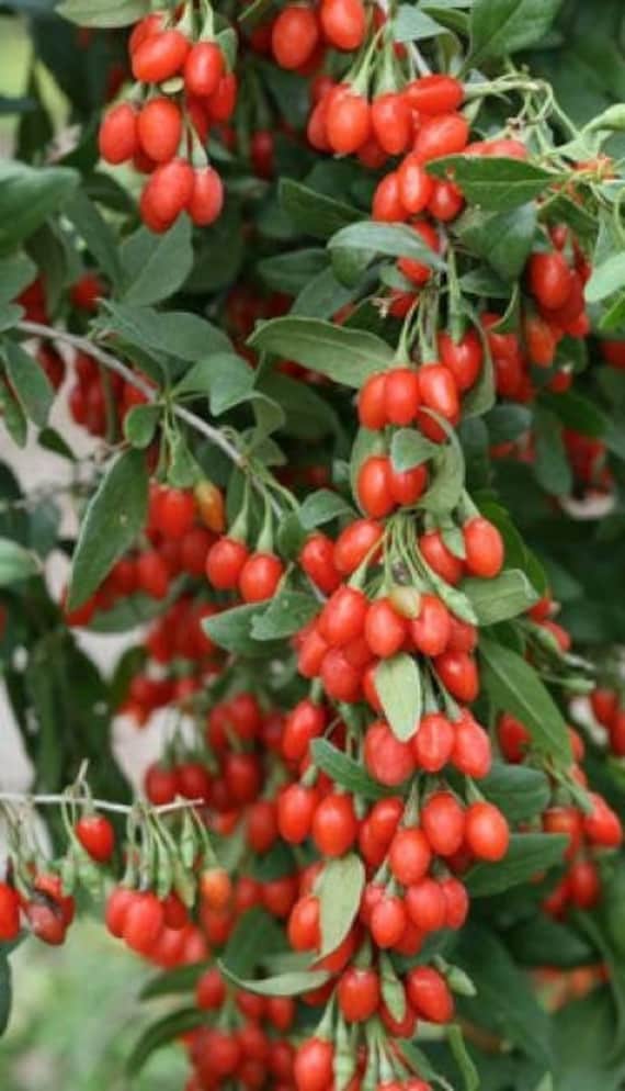 Baies de Goji Séchées, Fruits Goji, Produits Mon Jardin, Plante Bio, Fruits Bio, Goji Biologique, Sa