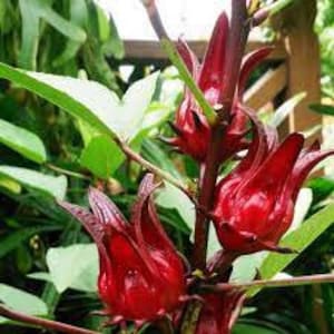 Dried flowers of Hibiscus sabdariffa, Guinea sorrel, Bissap, Roselle, Country gooseberry, Bissap or karkadé, Jamaica flower, organic flowers