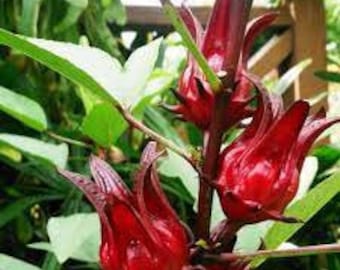Dried flowers of Hibiscus sabdariffa, Guinea sorrel, Bissap, Roselle, Country gooseberry, Bissap or karkadé, Jamaica flower, organic flowers