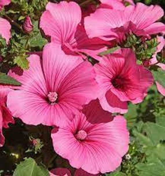 La Lavatère d'un Trimestre, Lavatera Trimestris, Mauve Annuelle, Graines de Lavatera Trimestris, Fle