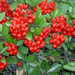 Pyracantha coccinea 'Red Column', PYRACANTHA seeds, herbs, spices, products from my garden, organic plant, organic PYRACANTHA image 1