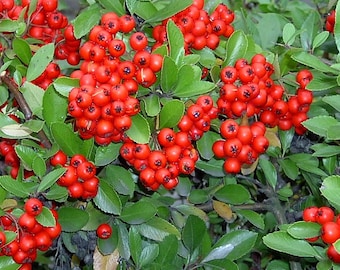 Pyracantha coccinea 'Red Column', nasiona Pyracantha, zioła, przyprawy, produkty z mojego ogrodu, roślina organiczna, organiczna Pyracantha