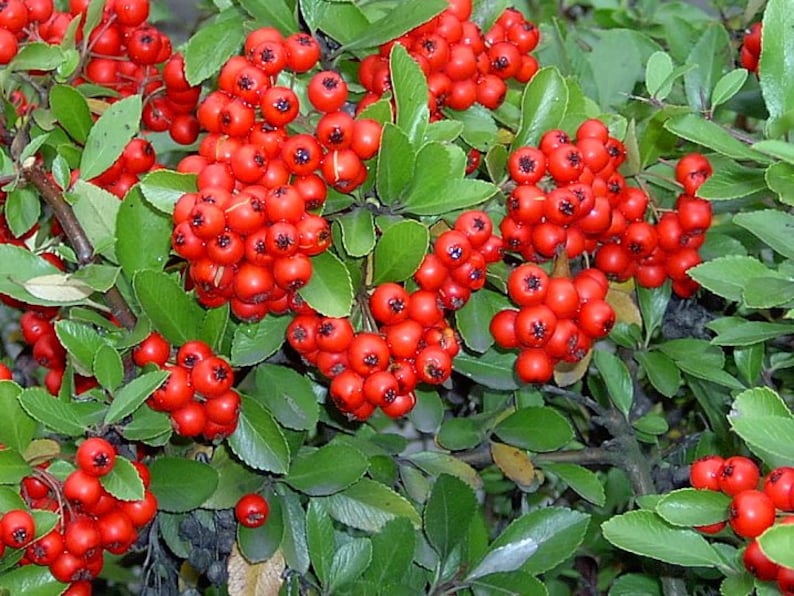 Pyracantha coccinea 'Red Column', PYRACANTHA seeds, herbs, spices, products from my garden, organic plant, organic PYRACANTHA image 1