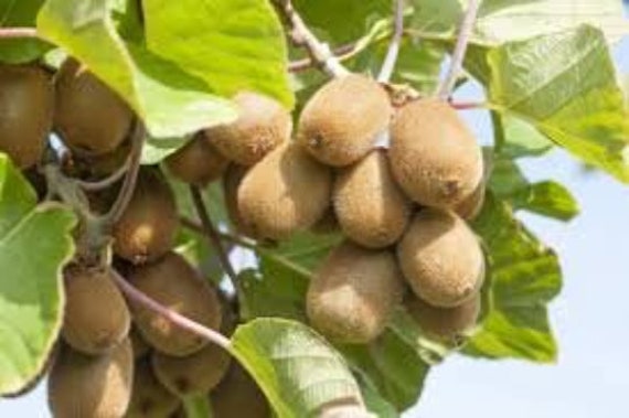 Feuilles Séchées de Kiwi, Produits Mon Jardin, Plante Bio, Fruits Bio, Fleurs Non Traité