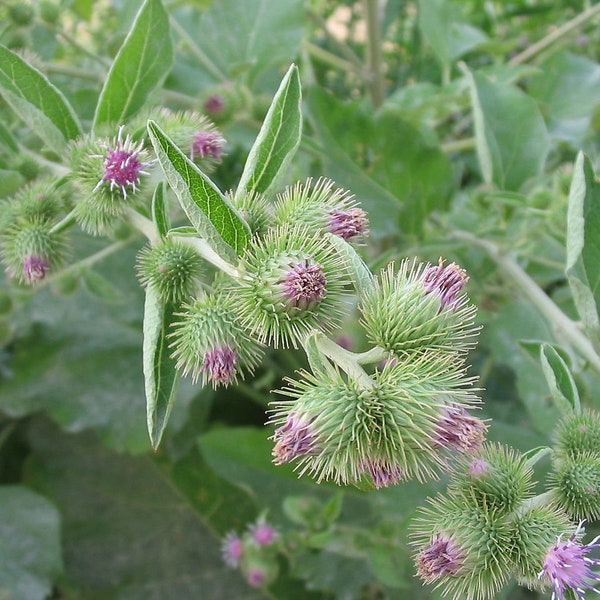 Kleine Klettensamen, Arctium minus, Produkte aus meinem Garten, Bio-Pflanze, Bio-Blume