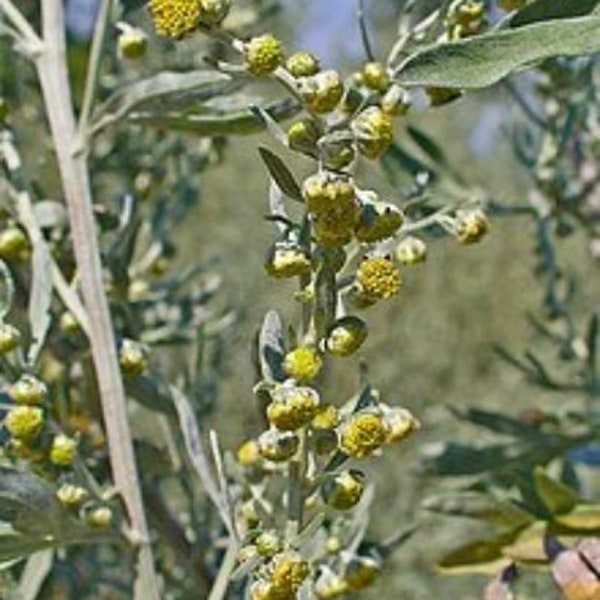 Artemisia absinthium, branches and dried leaves of Absinthe, organic leaves, product from my garden, untreated