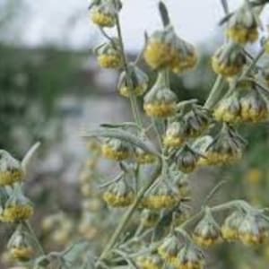 Artemisia absinthium, wormwood seeds, organic flowers, product of my garden, untreated