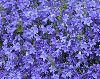 Campanula Muralis, Campanula Muralis seeds, products from my garden, organic plant, organic flower, organic Campanula Muralis, without any products