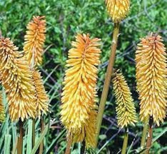 Kniphofia Biologique, Graines de Kniphofia, de Mon Jardin, Plante Bio, Fleur Bio, Fleurs Non Traité 