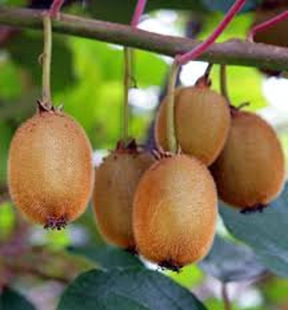 Graines de Kiwi, Produits Mon Jardin, Plante Bio, Fleur Bio, Fleurs Non Traité