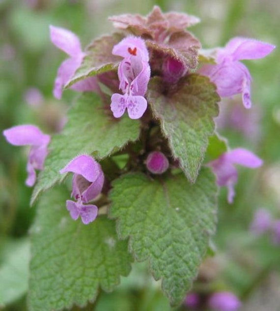 L'ortie Mauve, Graines de Lamier Biologique, Produits Mon Jardin,