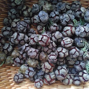 Può includere: Un cesto pieno di numerosi piccoli coni di pino grigio-marrone. I coni hanno un aspetto strutturato e segmentato con interni rosso-marrone. Rametti verdi sono sparsi tra i coni e il cesto è fatto di materiale intrecciato marrone chiaro.