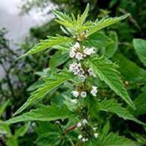 European Lycopus, Lycopus europaeus seeds, Water hemp, wolf's foot, wolf's paw, water horehound, water nettle, organic Christ's spear image 2