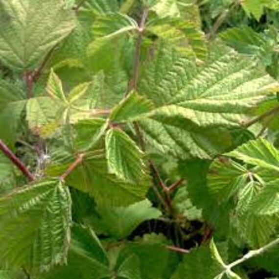Ronce Commune, Rubus Fruticosus, Feuilles de Ronce, Feuilles Séchées Ronce, Produits Mon Jardin, Ron