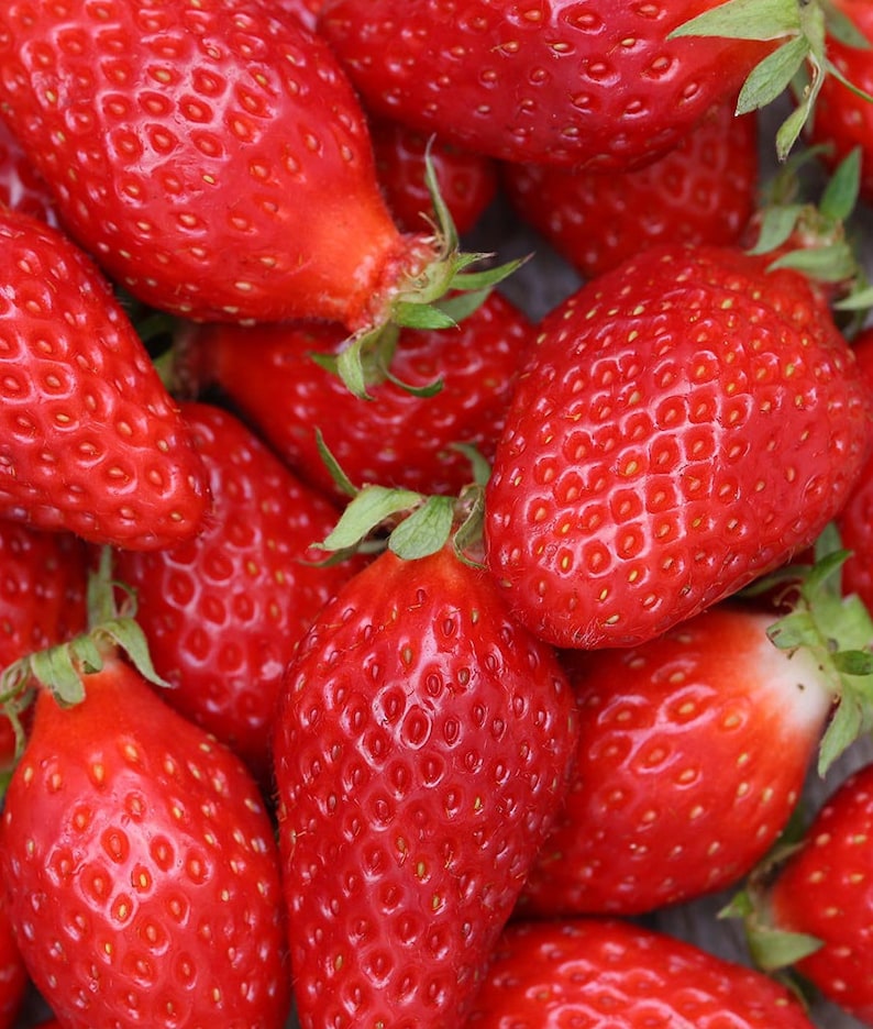 Strawberry La Gariguette Strawberry Seeds ORGANIC Etsy