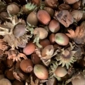 Puede incluir: Primer plano de un cuenco lleno de avellanas, algunas todavía en sus cáscaras y otras descascaradas. Las avellanas son de una mezcla de colores marrón y beige.