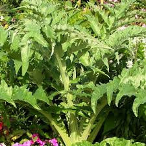 Feuilles Séchées, Feuilles d'artichaut Sauvage, Comestible, Les Herbes, Produits de Mon Jardin, Plan